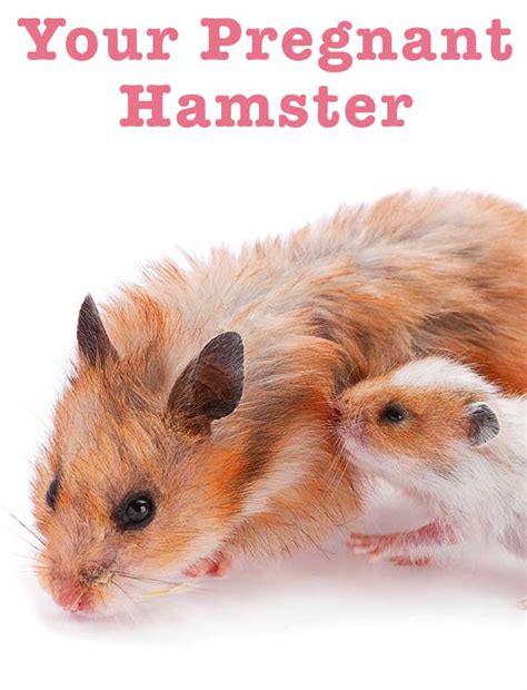 How can I help my pregnant hamster?