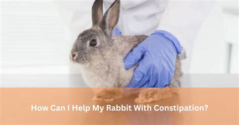 How can I help my rabbit with an upset stomach?