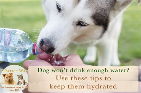 How can I hydrate my dog?