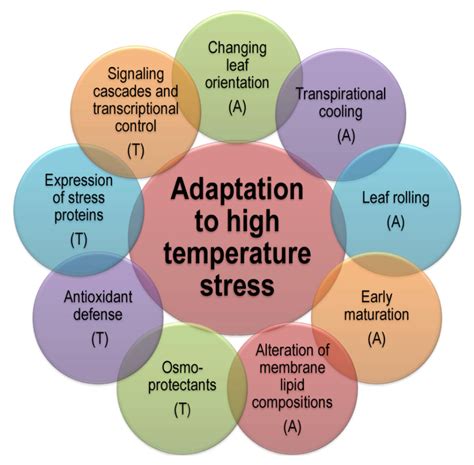 How can I increase my heat tolerance?