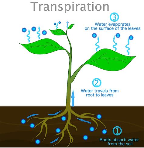 How can I increase water absorption?