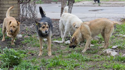 How can I keep stray dogs out of my yard?