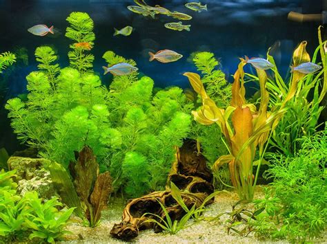 How can I make my aquarium plants grow faster?