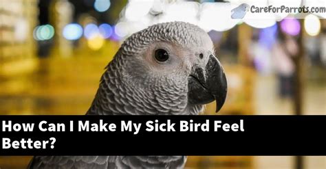 How can I make my bird happy?