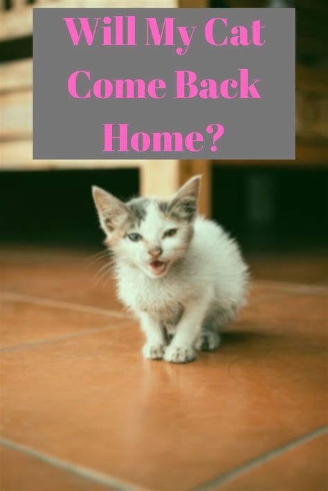 How can I make my cat come back home?