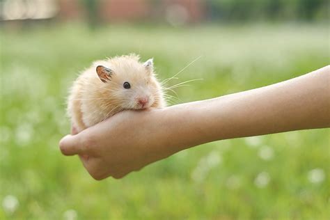 How can I make my hamster live longer?