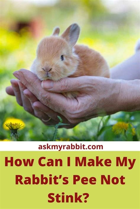 How can I make my rabbit smell nice?