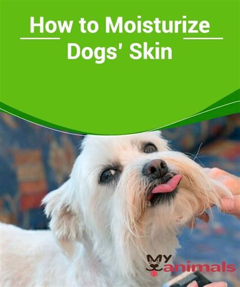 How can I moisturize my dogs skin?