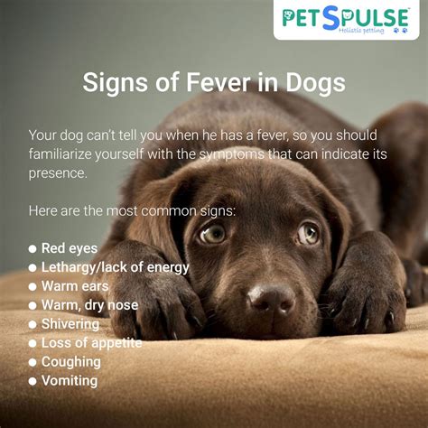How can I reduce my dogs fever at home?