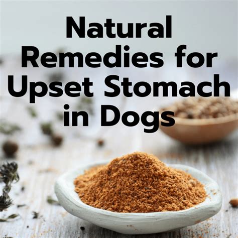 How can I settle my dogs stomach?