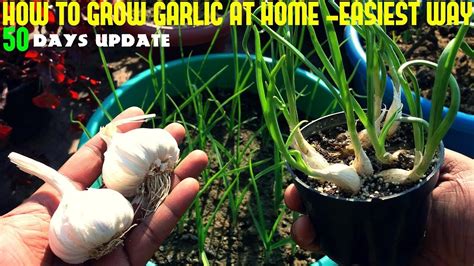 How can I speed up garlic growth?