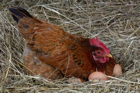 How can I stimulate my chickens to lay eggs naturally?