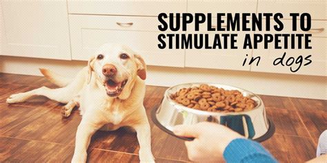 How can I stimulate my dog's appetite naturally?