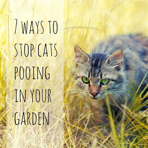 How can I stop Neighbours cat pooping in my garden?