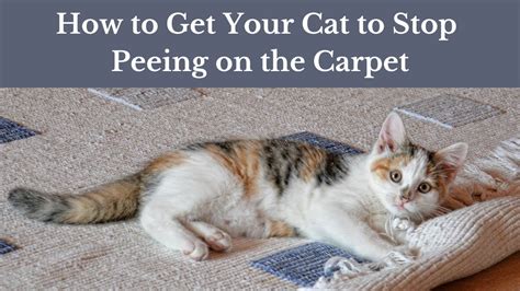 How can I stop my cat from peeing and pooping on the floor?