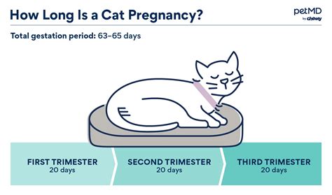 How can I tell how far pregnant my cat is?