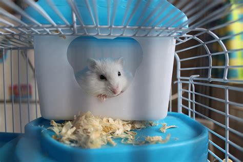 How can I tell if my hamster is happy in the cage?
