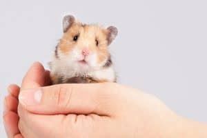 How can I tell if my hamster likes me?