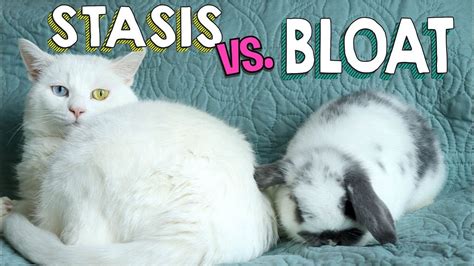 How can I treat my rabbits bloat at home?