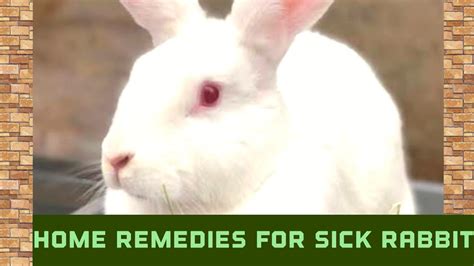 How can I treat my sick rabbit at home?