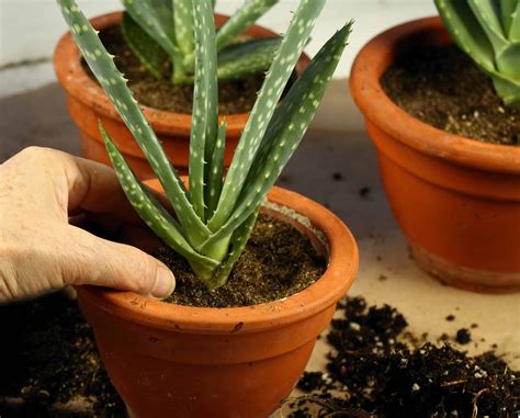How can I use my aloe vera plant without killing it?