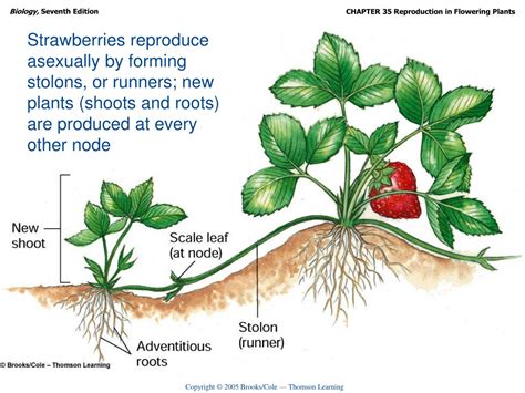 How can strawberries reproduce asexually?