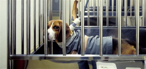 How can we help animals in animal testing?