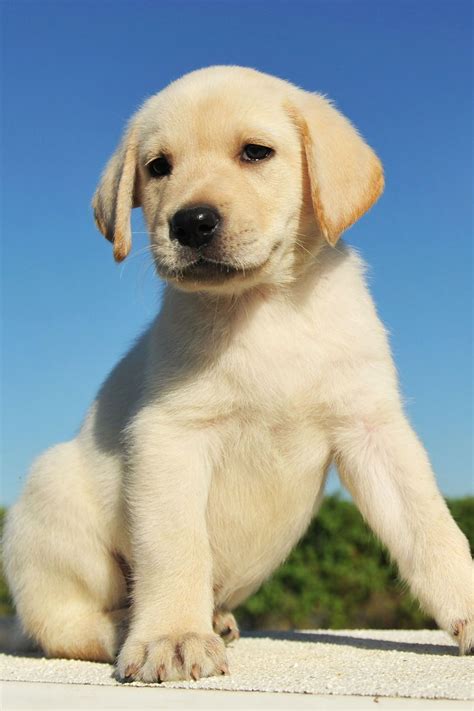 How can we identify Labrador puppy?