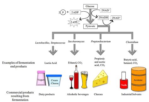 How can you increase the efficiency of fermentation?