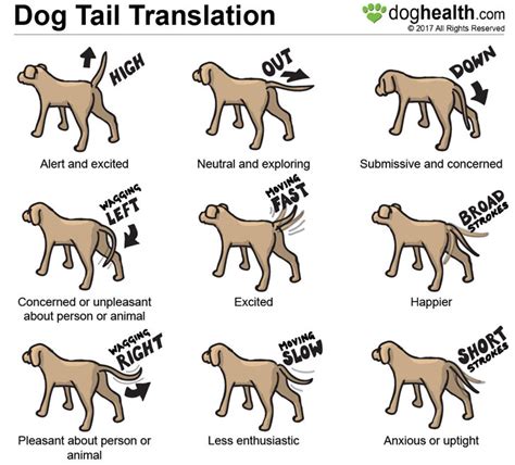 How can you tell a dog's mood by its tail?