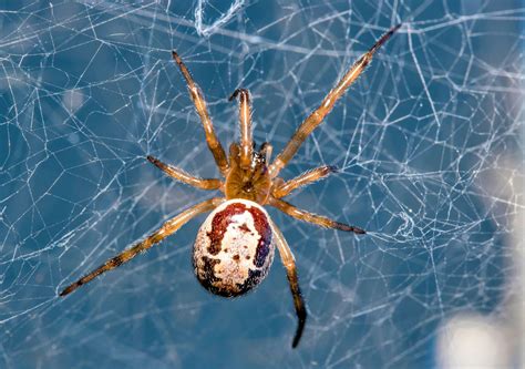 How can you tell a fake widow spider?