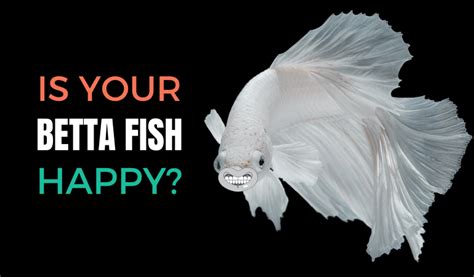 How can you tell a fish is happy?