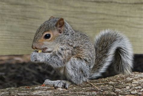 How can you tell a squirrels age?