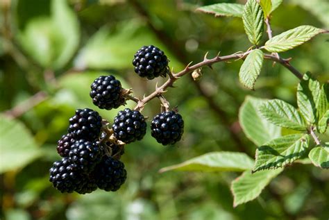 How can you tell blackberries?