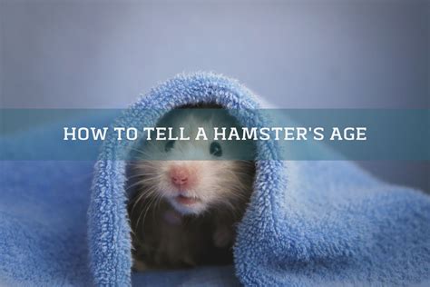 How can you tell how old a Syrian hamster is?