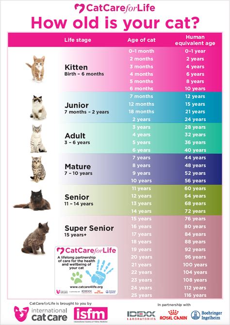 How can you tell how old a cat is?