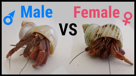 How can you tell how old a hermit crab is?