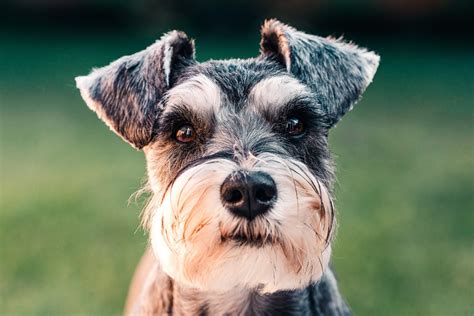 How can you tell if a Schnauzer is purebred?