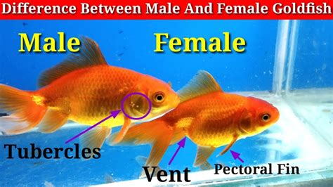 How can you tell if a baby goldfish is male or female?