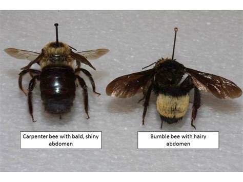 How can you tell if a carpenter bee is male or female?