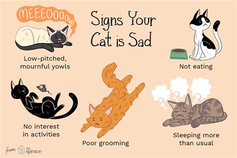 How can you tell if a cat is sad?