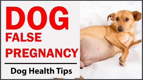 How can you tell if a dog is having a false pregnancy?