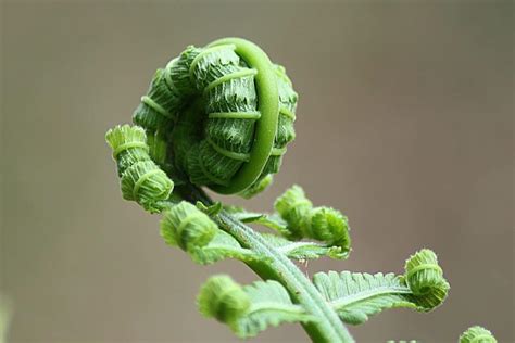 How can you tell if a fern is edible?
