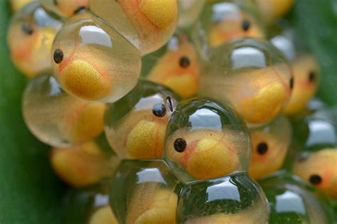 How can you tell if a frog egg is alive?
