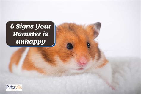 How can you tell if a hamster is unhappy?