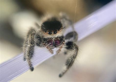 How can you tell if a jumping spider is male or female?