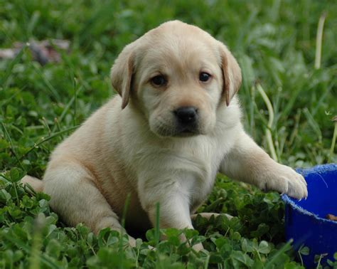 How can you tell if a lab puppy is good quality?