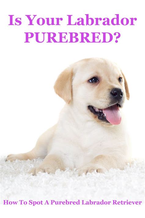 How can you tell if a lab puppy is purebred?