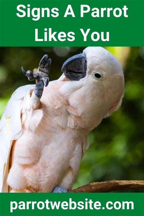 How can you tell if a parrot likes you?