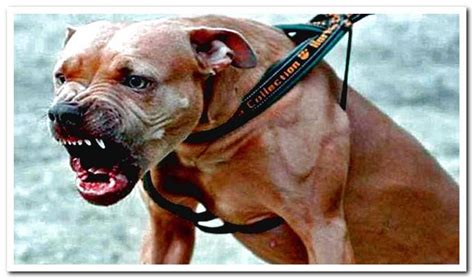 How can you tell if a pitbull is aggressive?